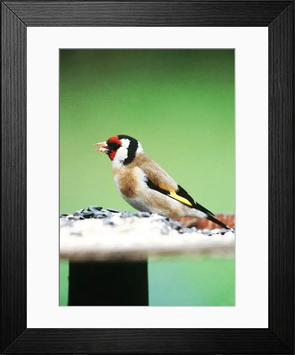Framed Print : Picture No. 10863673 Framed Print : Picture No. 10863673