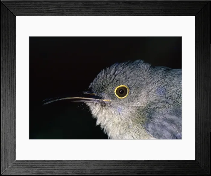 Framed Print : Picture No. 10863649 Framed Print : Picture No. 10863649