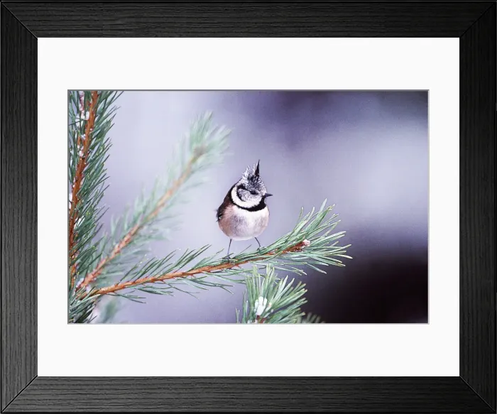 Framed Print : Picture No. 10863671 Framed Print : Picture No. 10863671