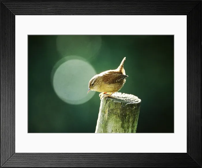Framed Print : Picture No. 10863675 Framed Print : Picture No. 10863675