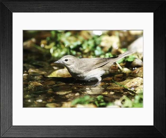 Framed Print : Picture No. 10863669 Framed Print : Picture No. 10863669