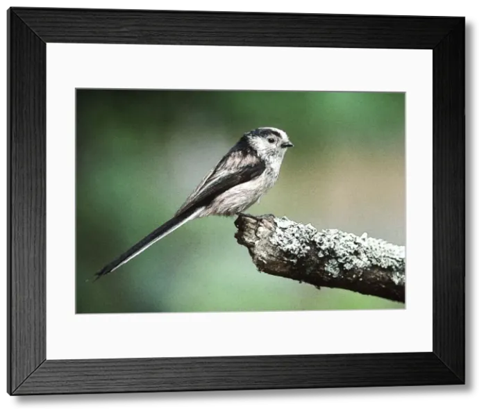 Framed Print : Picture No. 10863676