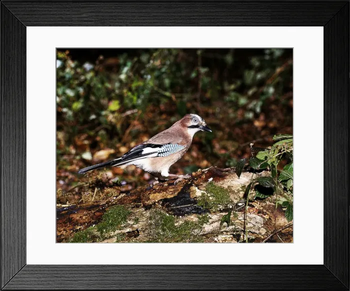 Framed Print : Picture No. 10863677 Framed Print : Picture No. 10863677