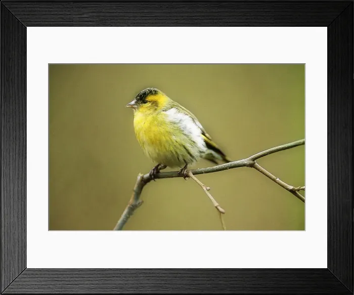 Framed Print : Picture No. 10863681 Framed Print : Picture No. 10863681