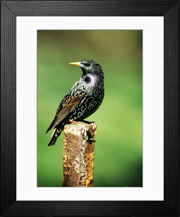 Framed Print : Picture No. 10863674 Framed Print : Picture No. 10863674