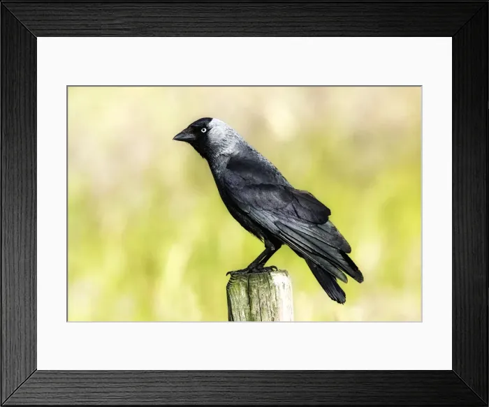 Framed Print : Picture No. 10863693 Framed Print : Picture No. 10863693