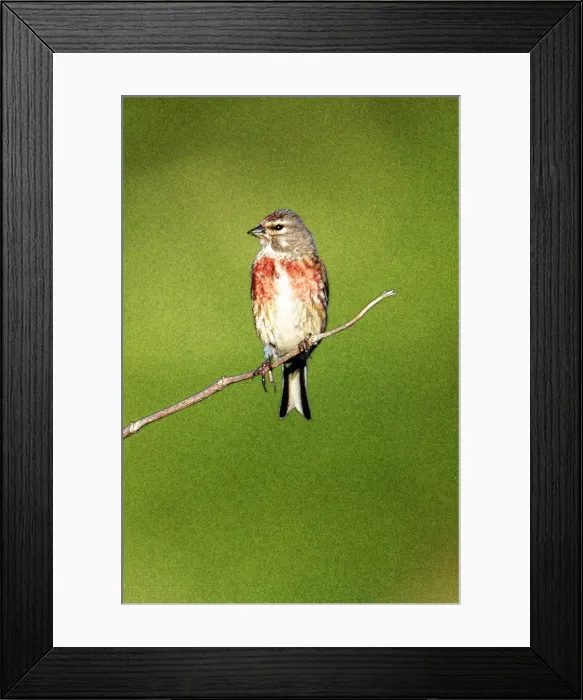 Framed Print : Picture No. 10863692 Framed Print : Picture No. 10863692