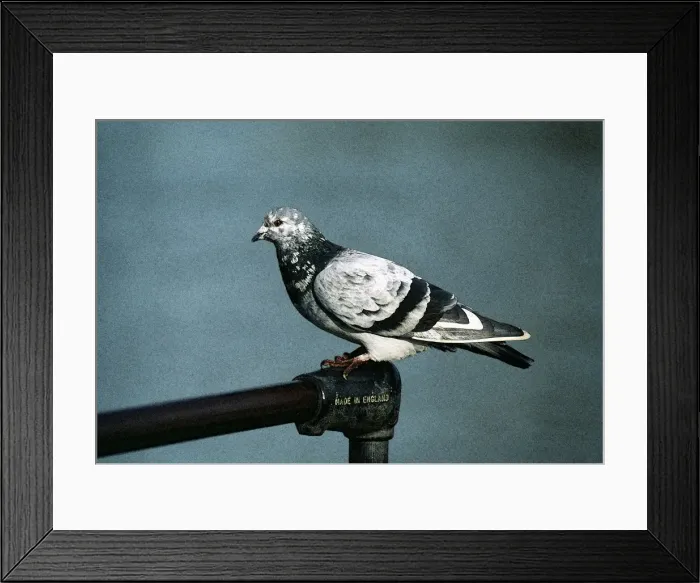 Framed Print : Picture No. 10863686 Framed Print : Picture No. 10863686