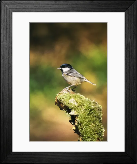 Framed Print : Picture No. 10863678 Framed Print : Picture No. 10863678
