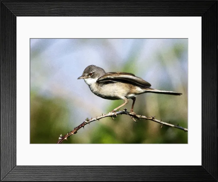 Framed Print : Picture No. 10863689 Framed Print : Picture No. 10863689