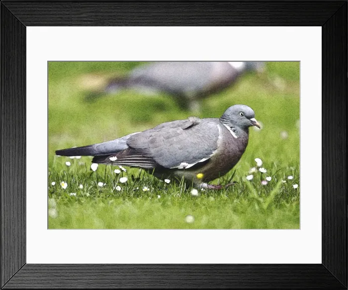 Framed Print : Picture No. 10863695 Framed Print : Picture No. 10863695