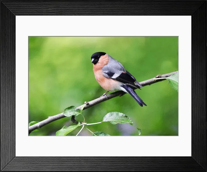 Framed Print : Picture No. 10863694 Framed Print : Picture No. 10863694