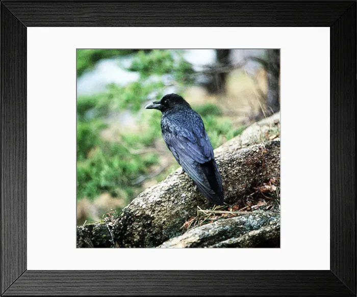 Framed Print : Picture No. 10863701 Framed Print : Picture No. 10863701