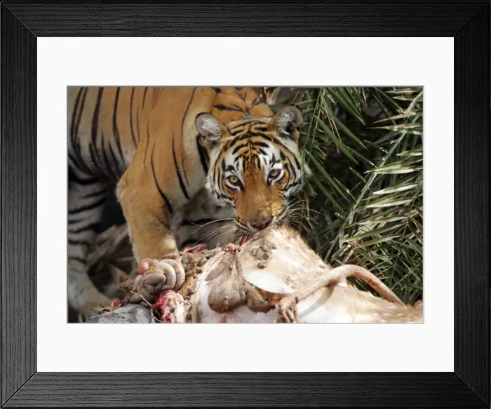 Framed Print : Picture No. 10863709 Framed Print : Picture No. 10863709