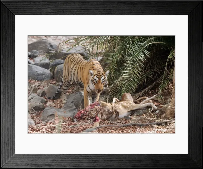 Framed Print : Picture No. 10863713 Framed Print : Picture No. 10863713