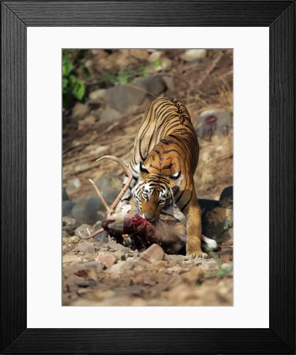 Framed Print : Picture No. 10863714 Framed Print : Picture No. 10863714