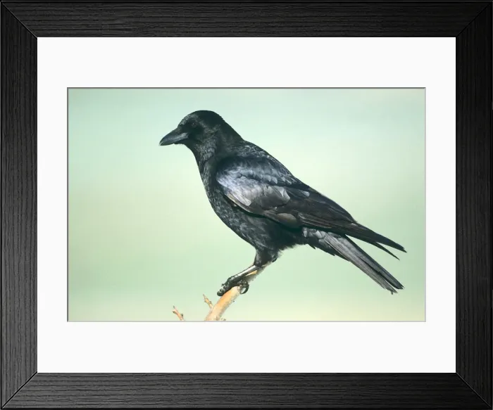 Framed Print : Picture No. 10863698 Framed Print : Picture No. 10863698