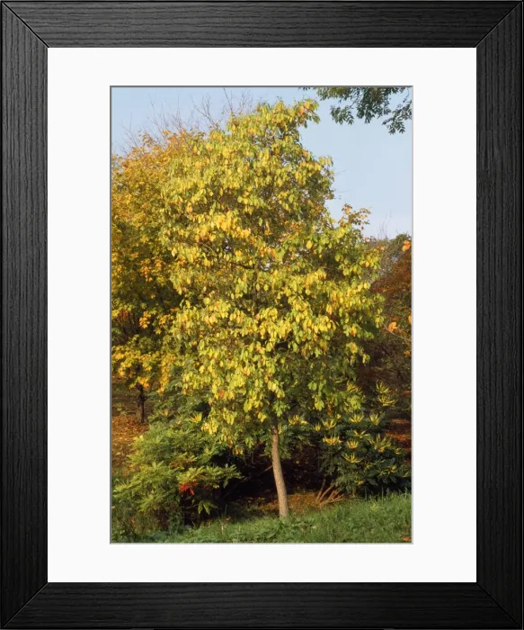 Framed Print : Picture No. 10863732 Framed Print : Picture No. 10863732