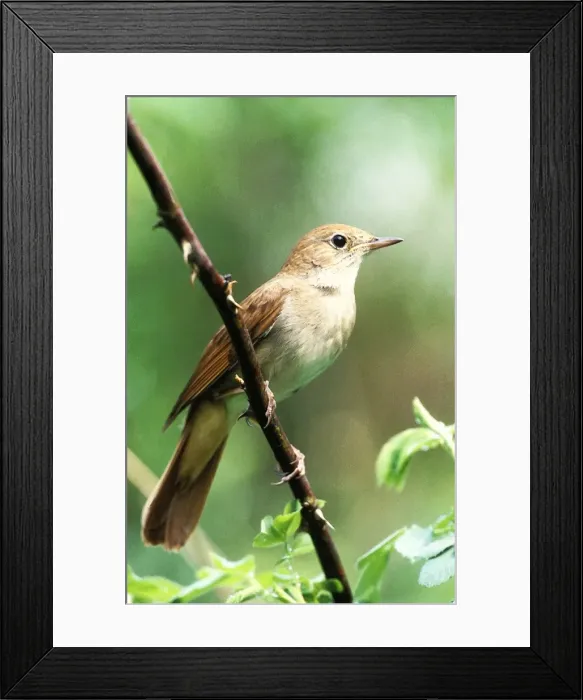 Framed Print : Picture No. 10863700