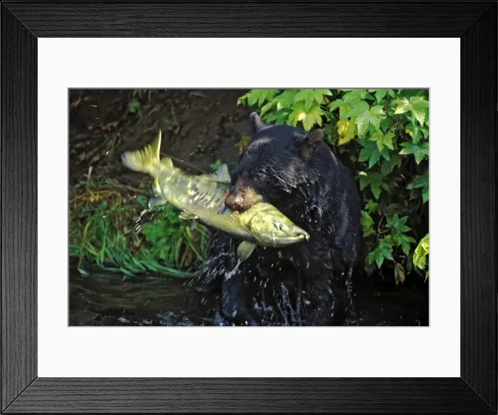Framed Print : Picture No. 10863943 Framed Print : Picture No. 10863943