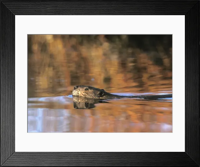 Framed Print : Picture No. 10863946 Framed Print : Picture No. 10863946