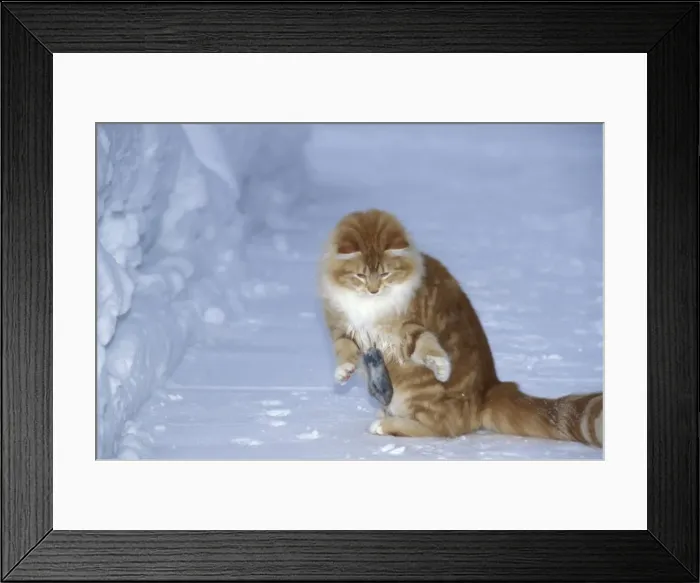 Framed Print : Picture No. 10863947 Framed Print : Picture No. 10863947