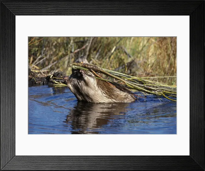 Framed Print : Picture No. 10863949 Framed Print : Picture No. 10863949