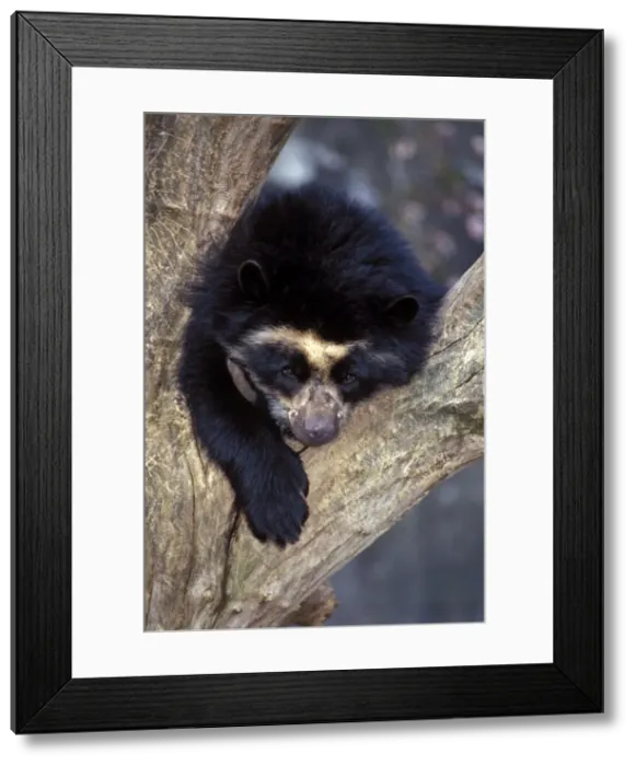 Framed Print : Picture No. 10863944 Framed Print : Picture No. 10863944