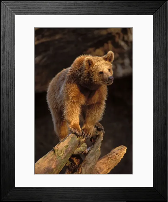 Framed Print : Picture No. 10863951 Framed Print : Picture No. 10863951