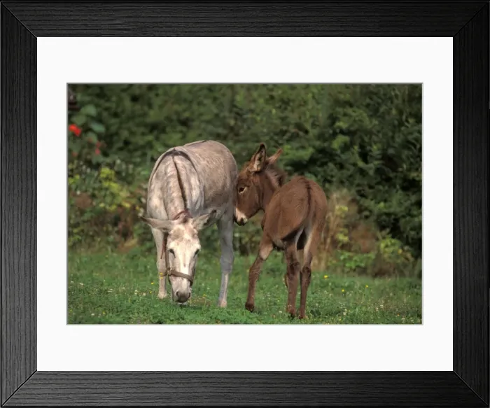 Framed Print : Picture No. 10863952 Framed Print : Picture No. 10863952