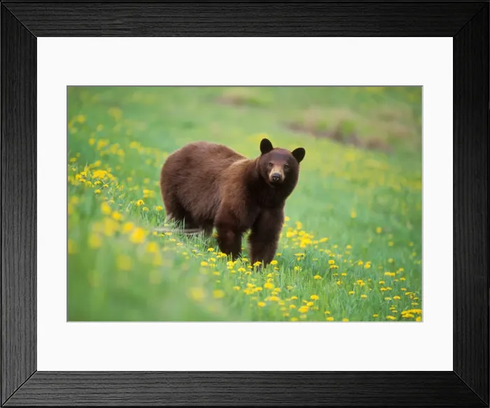 Framed Print : Picture No. 10863953 Framed Print : Picture No. 10863953