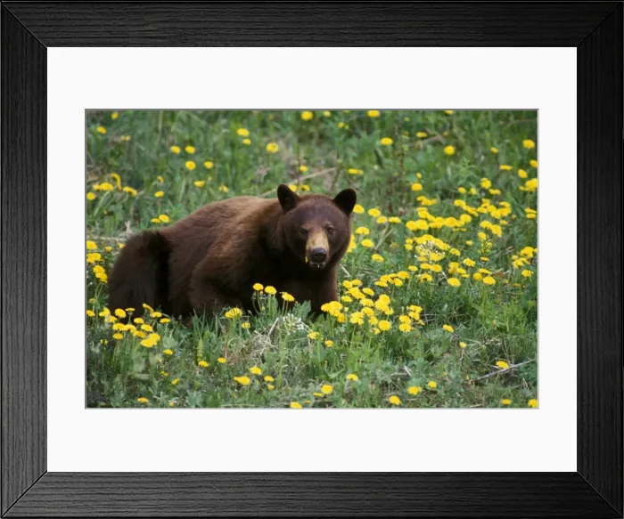 Framed Print : Picture No. 10863954 Framed Print : Picture No. 10863954