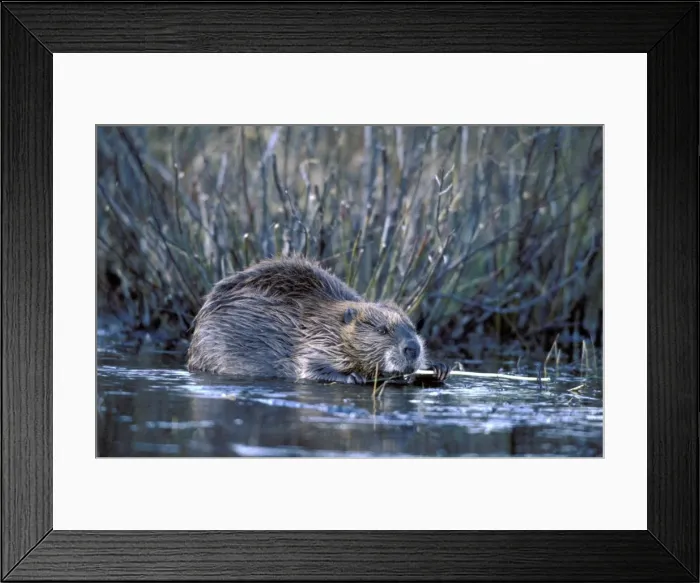 Framed Print : Picture No. 10863950 Framed Print : Picture No. 10863950