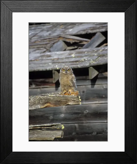 Framed Print : Picture No. 10863956 Framed Print : Picture No. 10863956