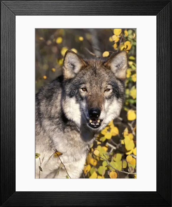 Framed Print : Picture No. 10863958 Framed Print : Picture No. 10863958