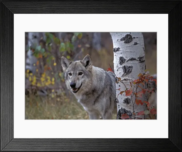 Framed Print : Picture No. 10863959 Framed Print : Picture No. 10863959