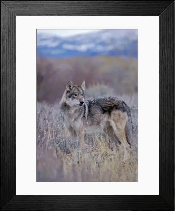 Framed Print : Picture No. 10863960 Framed Print : Picture No. 10863960