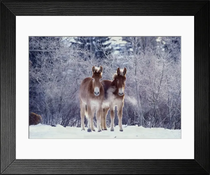 Framed Print : Picture No. 10863961 Framed Print : Picture No. 10863961