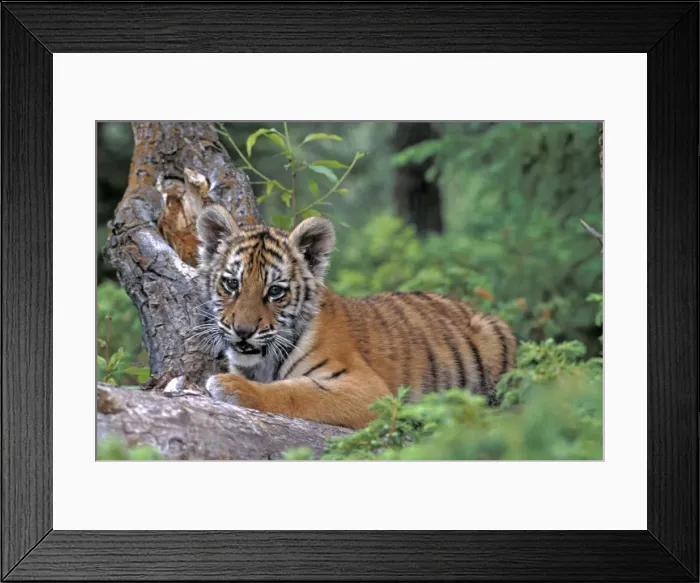 Framed Print : Picture No. 10863955 Framed Print : Picture No. 10863955