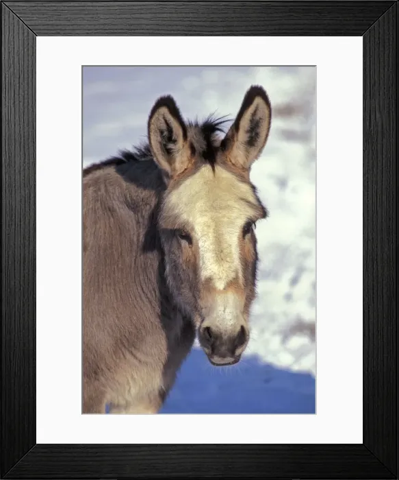 Framed Print : Picture No. 10863963 Framed Print : Picture No. 10863963