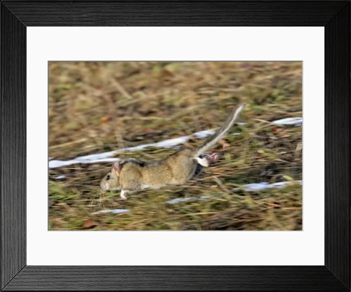 Framed Print : Picture No. 10864006