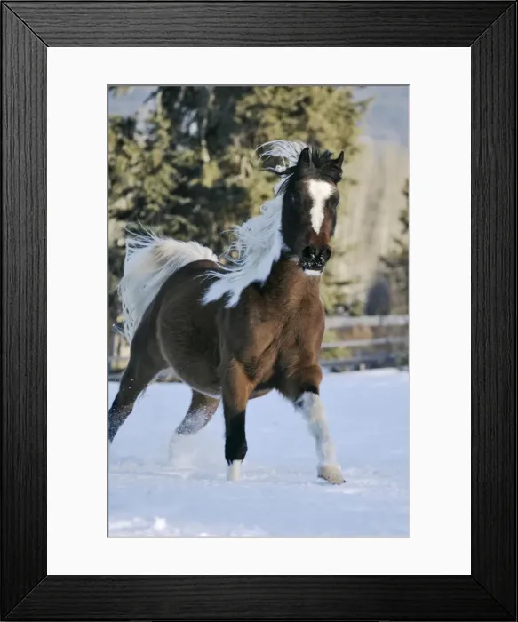 Framed Print : Picture No. 10864004 Framed Print : Picture No. 10864004