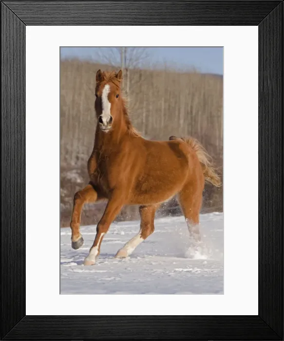 Framed Print : Picture No. 10864007 Framed Print : Picture No. 10864007