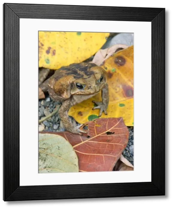 Framed Print : Picture No. 10864205 Framed Print : Picture No. 10864205