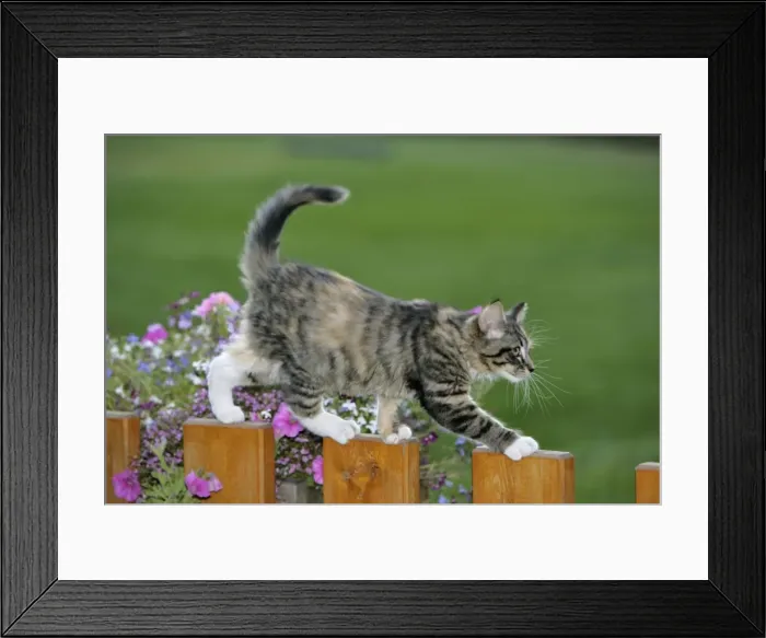 Framed Print : Picture No. 10864003 Framed Print : Picture No. 10864003