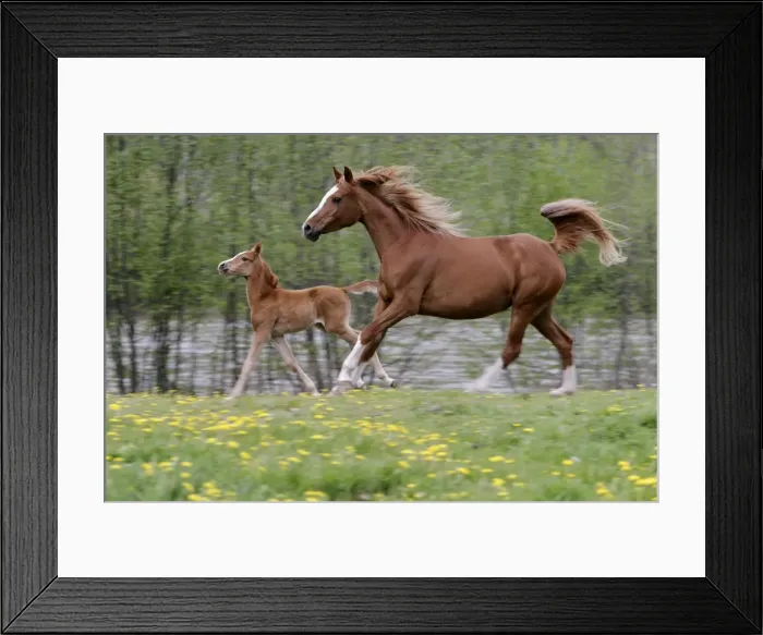 Framed Print : Picture No. 10864008 Framed Print : Picture No. 10864008