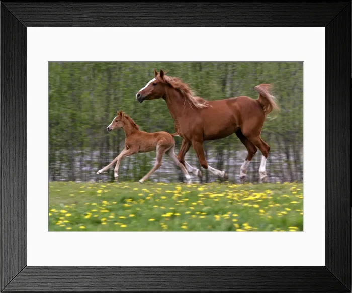Framed Print : Picture No. 10864009 Framed Print : Picture No. 10864009