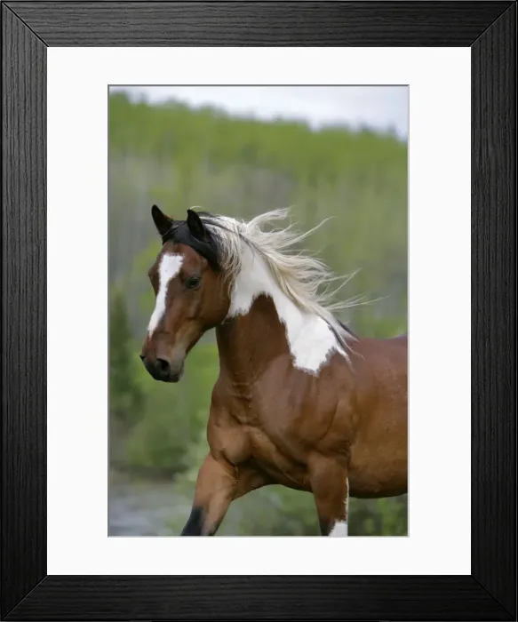 Framed Print : Picture No. 10864010 Framed Print : Picture No. 10864010