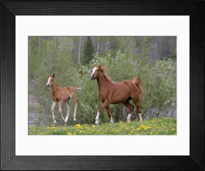 Framed Print : Picture No. 10864012 Framed Print : Picture No. 10864012