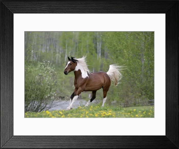 Framed Print : Picture No. 10864013 Framed Print : Picture No. 10864013